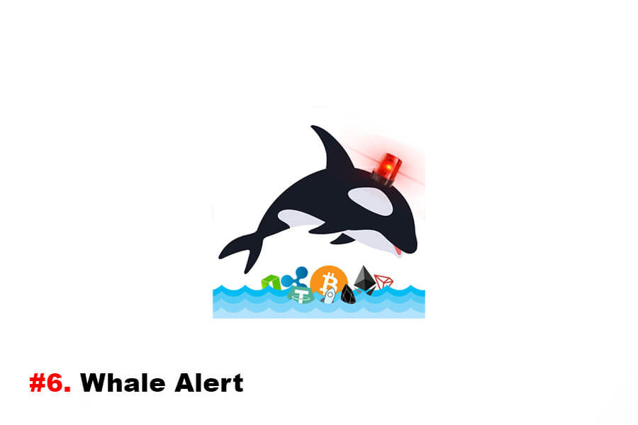 Alert Whale